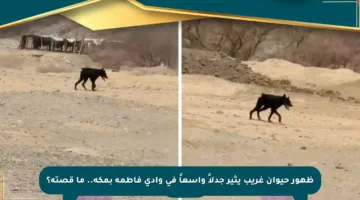 ظهور حيوان غريب يثير جدلاً واسعاً في وادي فاطمة بمكة.. ما قصته؟